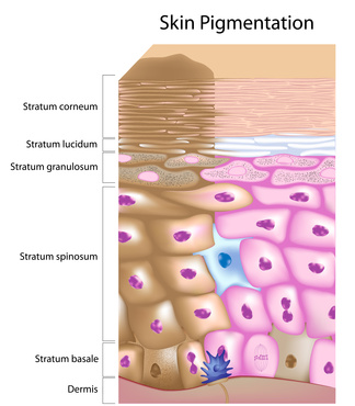 Skin Diagram