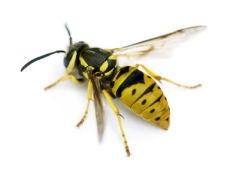 Does the bald faced hornet sting?