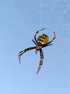 spiderandweb
