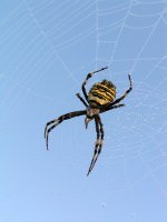 spiderandweb