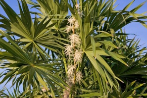 acai berries in a tree provide benefits for healthy skin