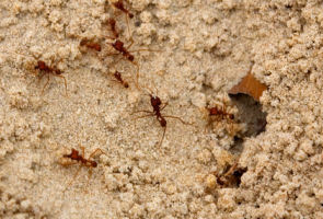 fire ant bites or stings are very painful