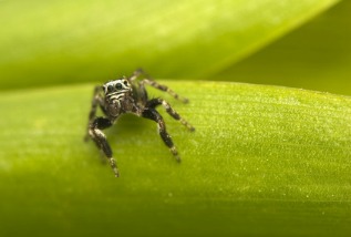The jumping spider is the most common biting spider in the United States.