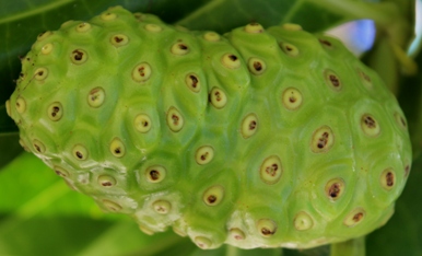 close up of noni fruit on tree