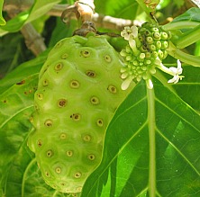 big and small noni fruit