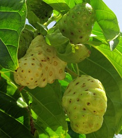 noni fruit on a noni fruit tree