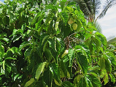 noni fruit tree with plenty of ripening fruit