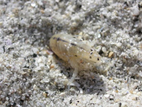 sand flea bites on the beach