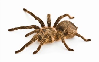 The tarantula is a large hairy spiders and the hairs are like sharp bristles.