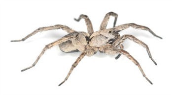 Wolf spiders are found throughout Australia and in the United States.