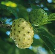 noni fruit for skin and health