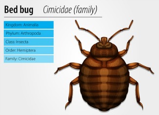 bedbugs are a growing problem