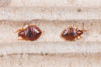picture of two bed bugs to help identify a bed bug problem