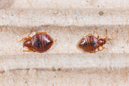picture of two bed bugs to help identify a bed bug problem