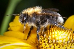 a bee on a flower