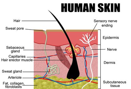 schmatic diagram of the structure of human skin