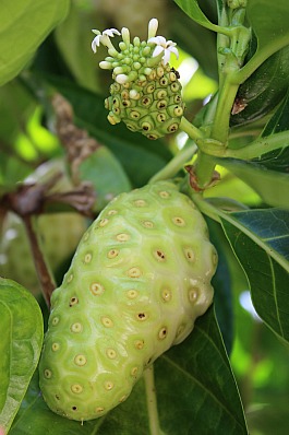 noni fruit and flowering noni on tree