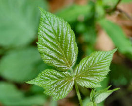 poison ivy can cause a skin rash